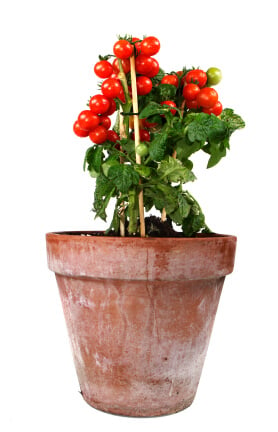 tomato plant